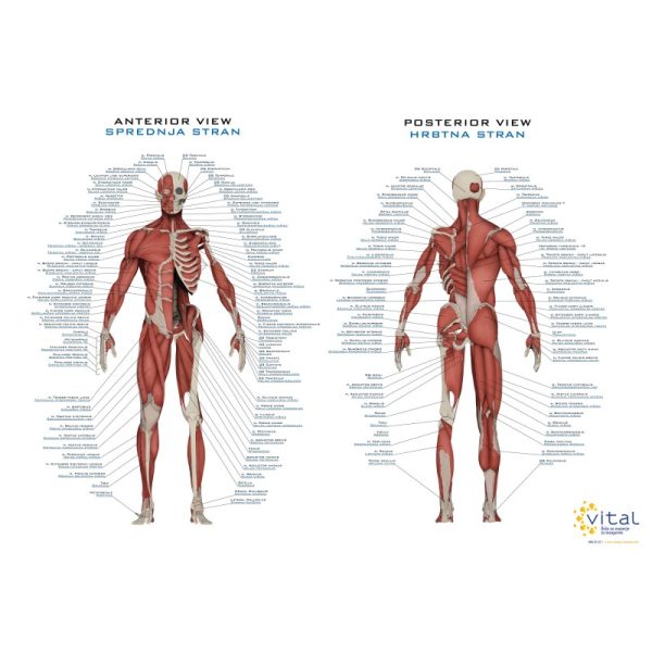 Muscle poster SLOVENIAN