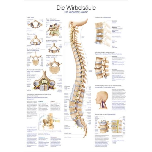 Poster - spine with vertebrae EZ107