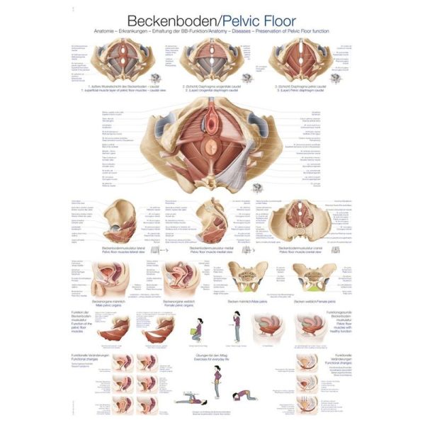 Pelvic floor poster