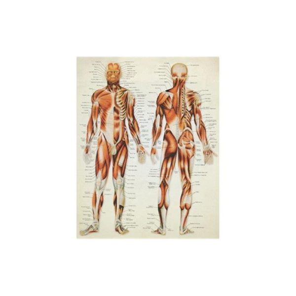 Muscle poster