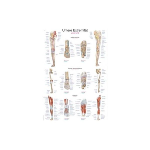 Lower Limbs Poster EZ108
