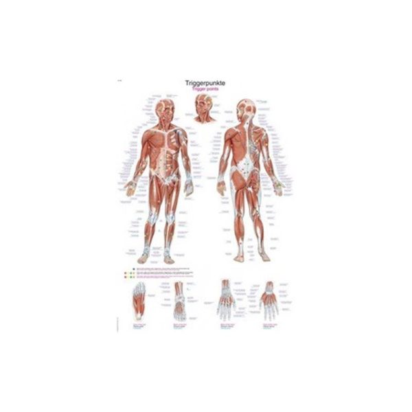 Poster - trigger points EZ160