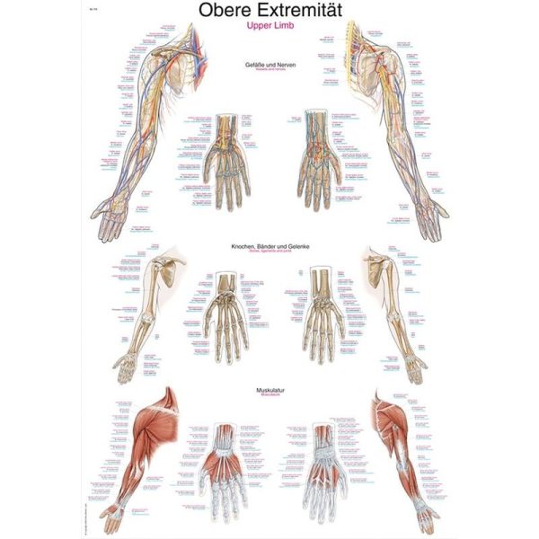 Upper limb poster