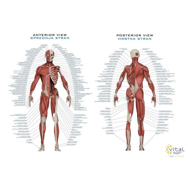 Muscle poster SLOVENIAN